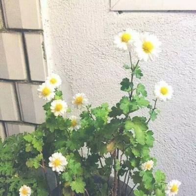 反斗世界内购破解版下载