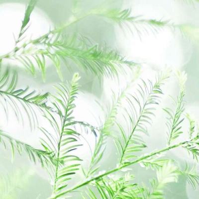圣光之战九游版下载